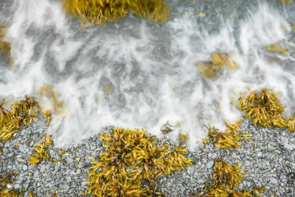 10 Foods that Naturally Detoxify Your Body 10